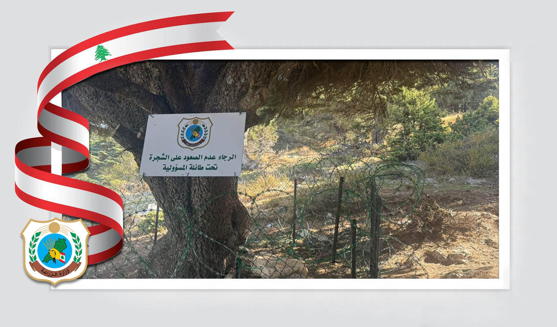 وزارة الزراعة: توقيع تعهّد خطي بعد التعدّي على شجرة أرز محمية في عكار