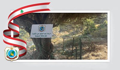 وزارة الزراعة: توقيع تعهّد خطي بعد التعدّي على شجرة أرز محمية في عكار