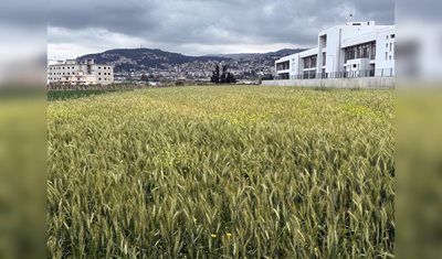 لبنان يزرع القمح بثقة: مبادرة وزارة الزراعة لتعزيز الأمن الغذائي تنمو في عكار