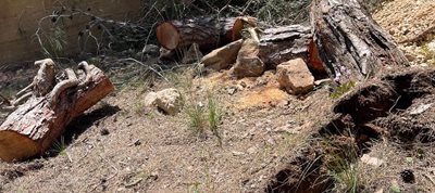 تحرّك فوري وحاسم لوزارة الزراعة بعد تعدٍّ صارخ على الثروة الحرجية في عين يعقوب 