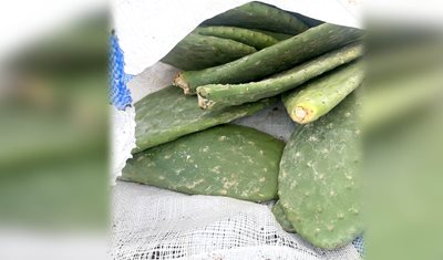 وزارة الزراعة تطلق مشروعاً نموذجياً لزراعة الصبّار الأملس في كفردان: خطوة استراتيجية نحو الزراعات البديلة المقاومة للمناخ