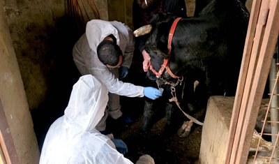 وزارة الزراعة تابعت إجراءات التقصّي الوبائي لمكافحة الحمّى القلاعية وأكّدت الاستجابة العلمية الشاملة