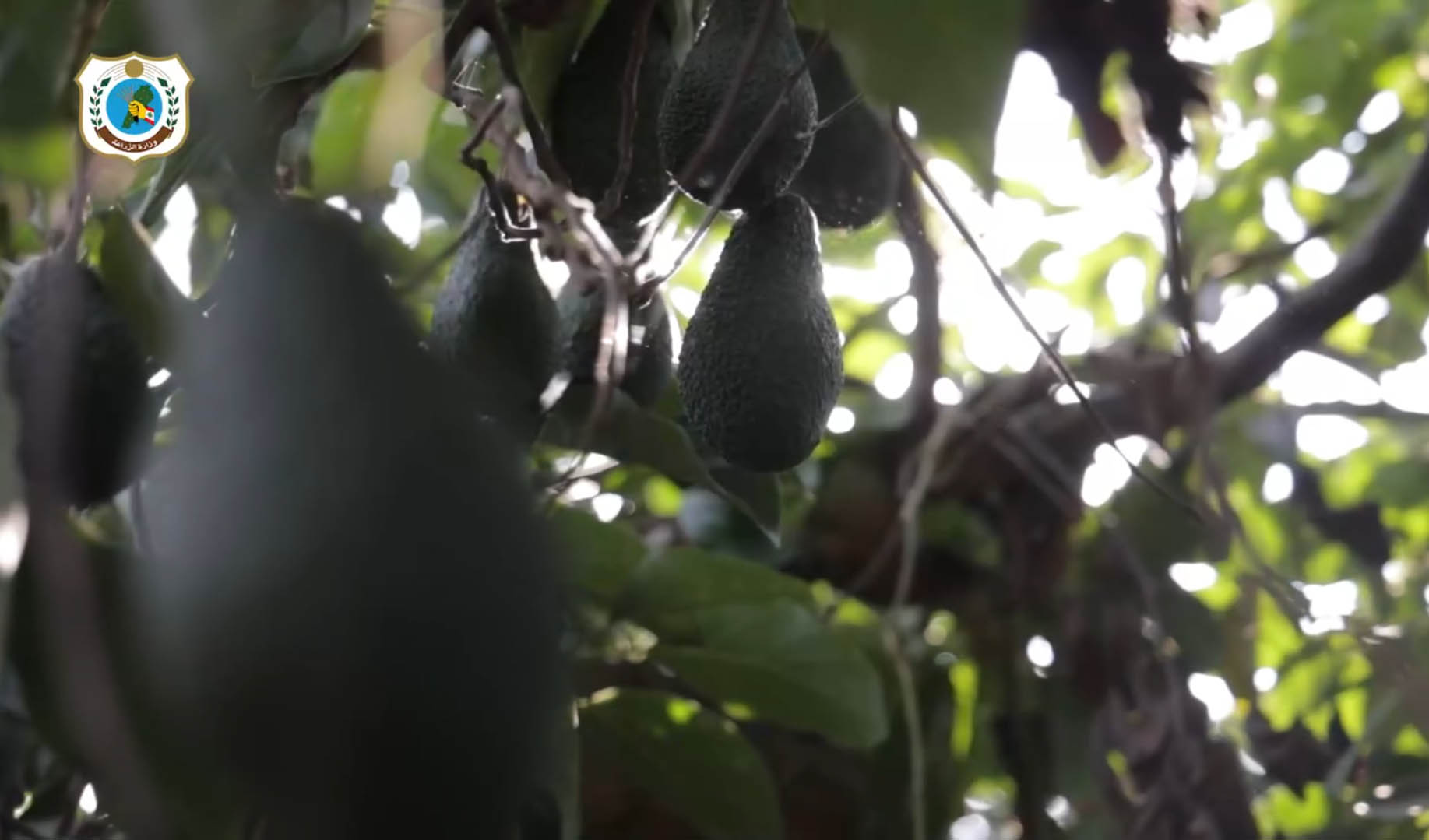 الأفوكا اللبنانية… ثمرة الأرض والطموح