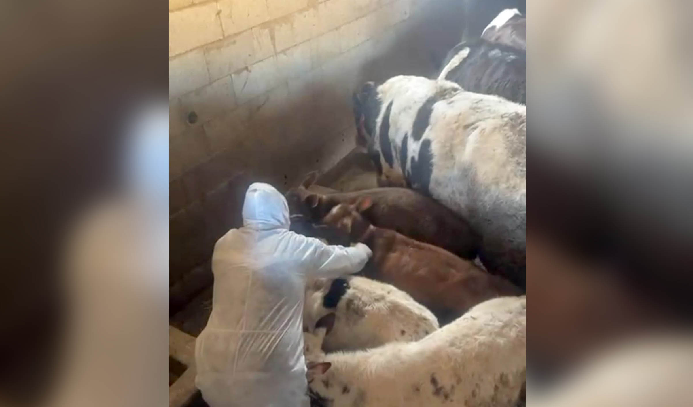 تقرير اليوم الثالث من حملة تحصين الأبقار ضد داء الحمى القلاعية