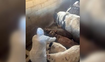 تقرير اليوم الثالث من حملة تحصين الأبقار ضد داء الحمى القلاعية