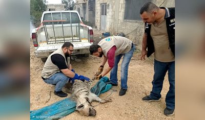 وزارة الزراعة تنقذ ضبعًا مخططًا وتعمل على إعادته إلى بيئته الطبيعية