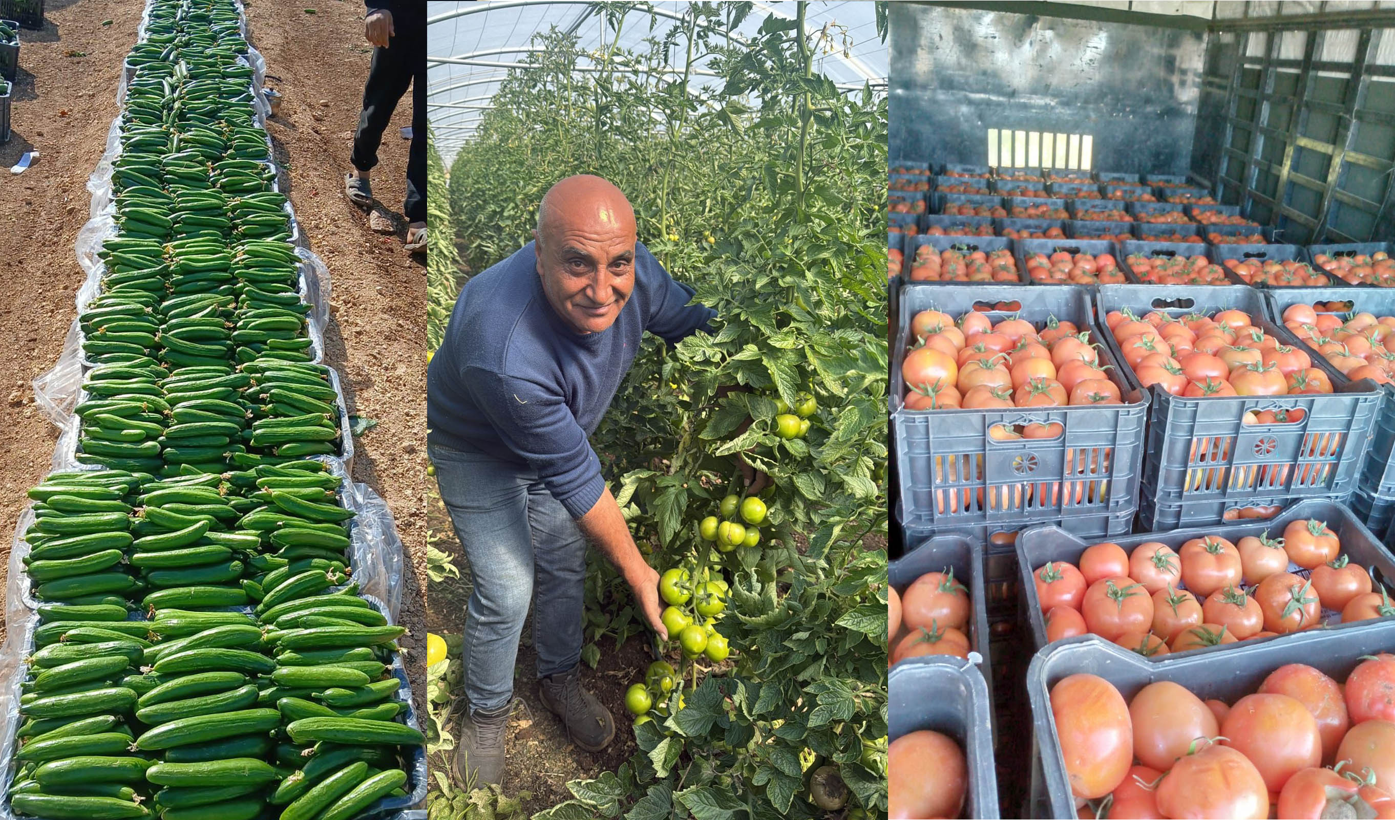 وزارة الزراعة ترصد تطوّر الإنتاج الزراعي في عكار: زيادة تدريجية في إنتاج الخضار واقتراب طرح البطاطا في الأسواق