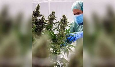 اجتماع تنسيقي برعاية وزير الزراعة لإعداد الخطة الاستراتيجية الوطنية لزراعة القنب للاستخدام الطبي