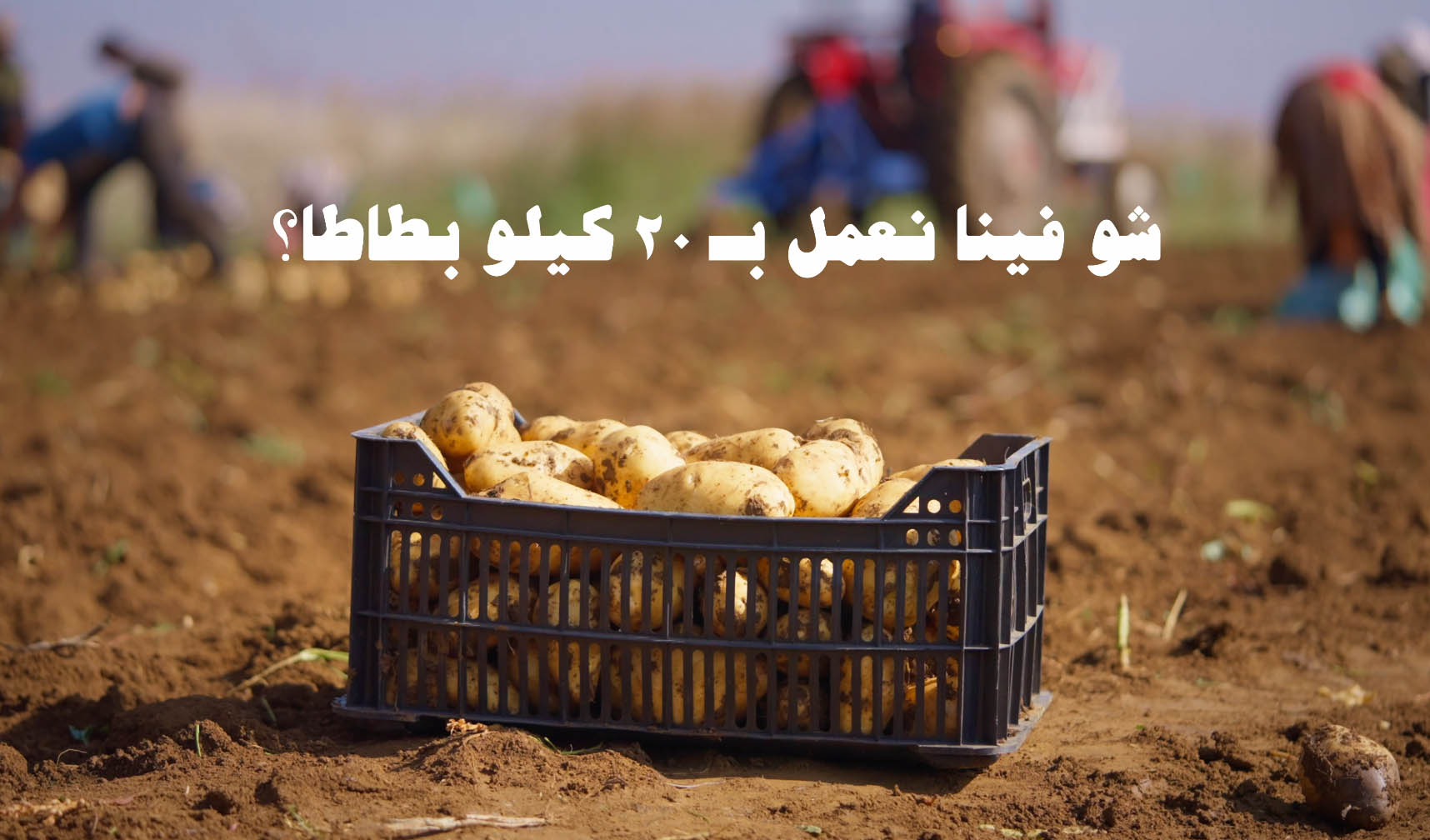 اشتروا بطاطا لبنانية