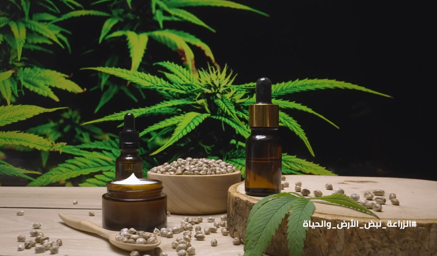 القنب الطبّي كنموذج للزراعة المستدامة: وزارة الزراعة تتقدّم نحو الاقتصاد الحيوي الأخضر