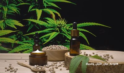 القنب الطبّي كنموذج للزراعة المستدامة: وزارة الزراعة تتقدّم نحو الاقتصاد الحيوي الأخضر