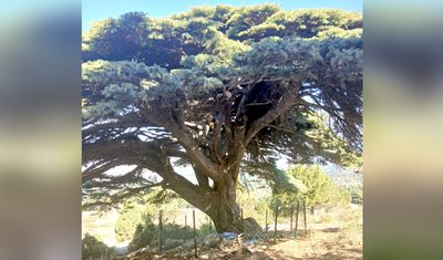 بتوجيه من وزير الزراعة الدكتور نزار هاني: تسييج شجرة الأرز في محمية كرم شباط لحمايتها