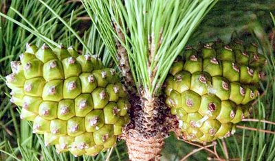 دليل العناية بأشجار الصنوبر المثمر (Pinus pinea)