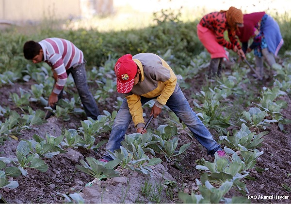  منظمة الأغذية والزراعة للأمم المتحدة (الفاو) نحو دعم متكامل لخطة العمل الوطنية لمكافحة عمل الأطفال في لبنان 