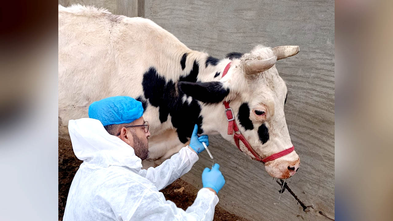 وزارة الزراعة تواصل التقصّي الوبائي العلمي وأخذ عينات مخبرية لرصد مرض الحمّى القلاعية