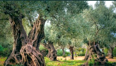 ما هي الطريقة الأفضل لعصر الزيتون؟