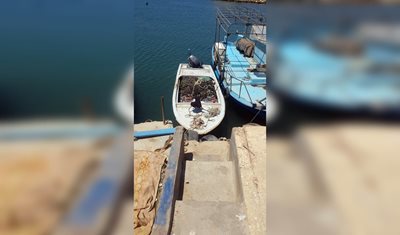 وزارة الزراعة: مصادرة كميات من الأسماك المخالفة وتسطير محاضر ضبط في مرافئ الدورة والأوزاعي